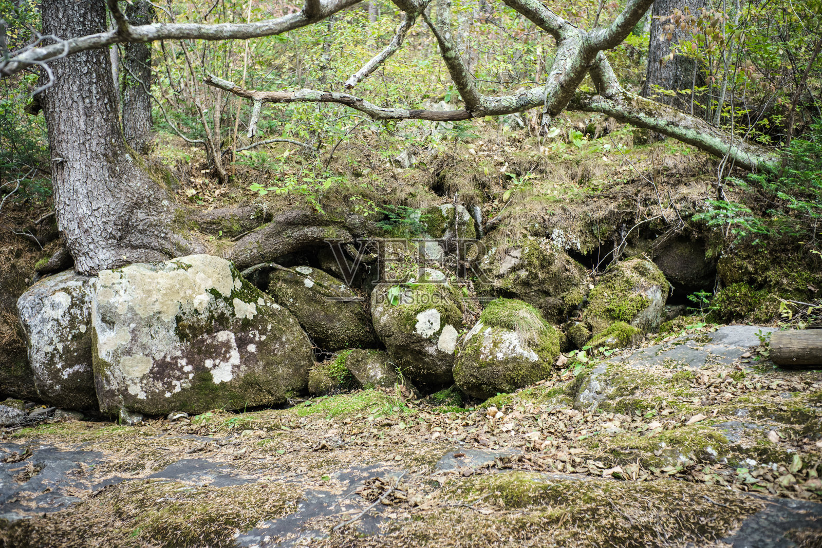 在野生森林里，树木长在巨石上。照片摄影图片