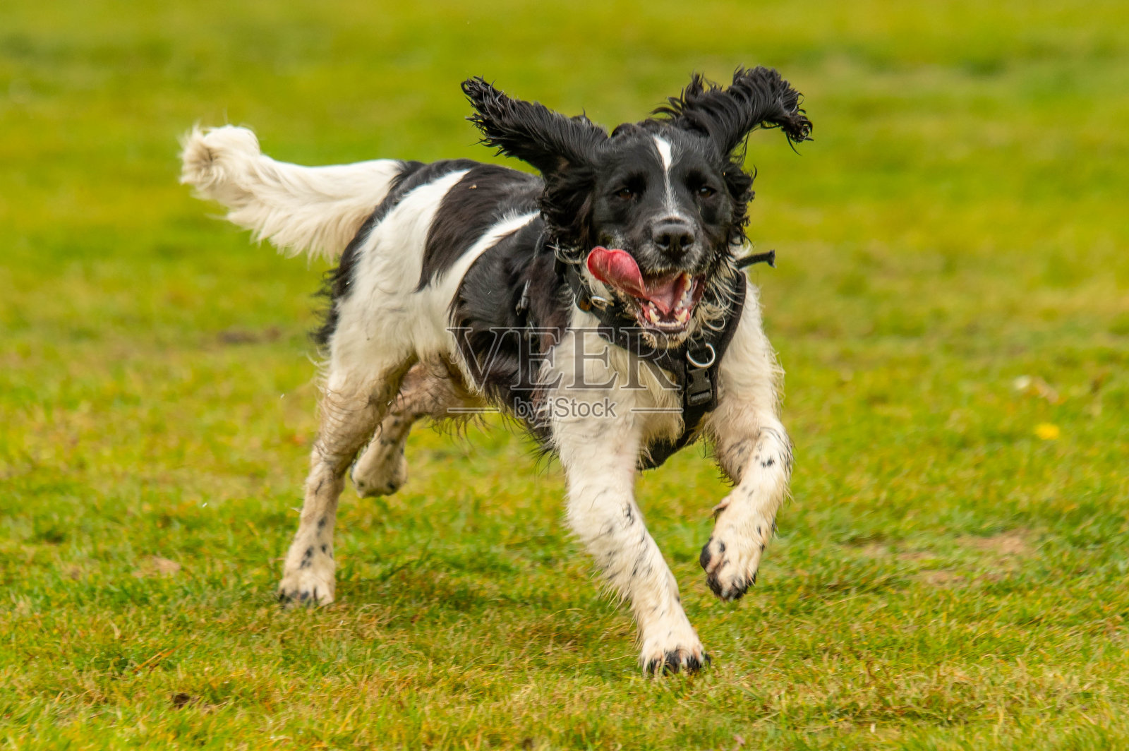 活跃的施普林格猎犬在外面奔跑照片摄影图片