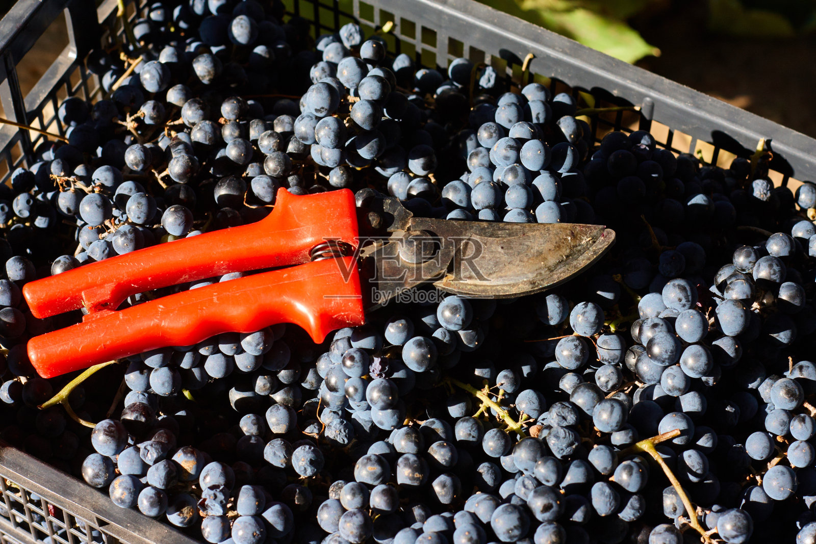 酿酒用的蓝色葡萄。意大利葡萄园里的葡萄。红色的剪刀在抽屉里。收获照片摄影图片