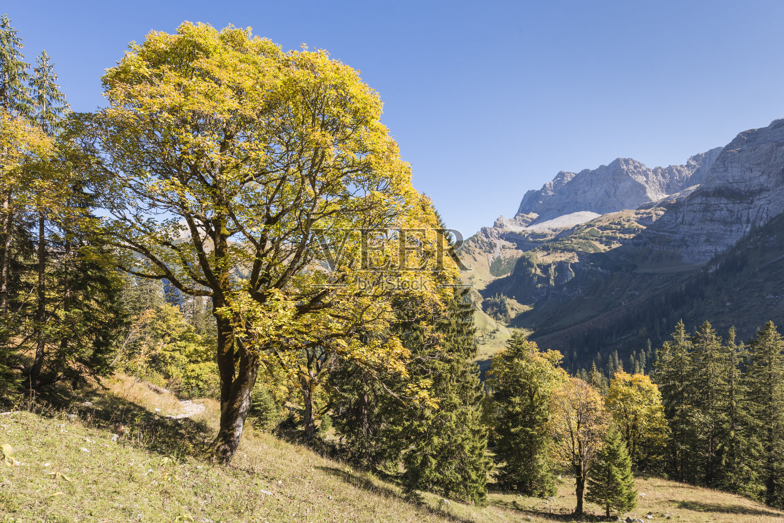 秋天的彩色枫树附近的大Ahornboden在卡温德尔山脉，蒂罗尔，奥地利照片摄影图片