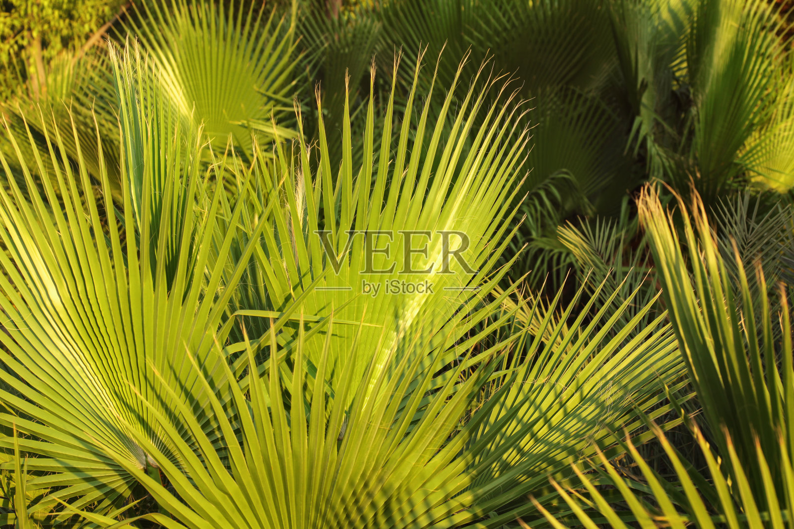 棕榈叶，被夕阳照亮。摘要热带背景。照片摄影图片