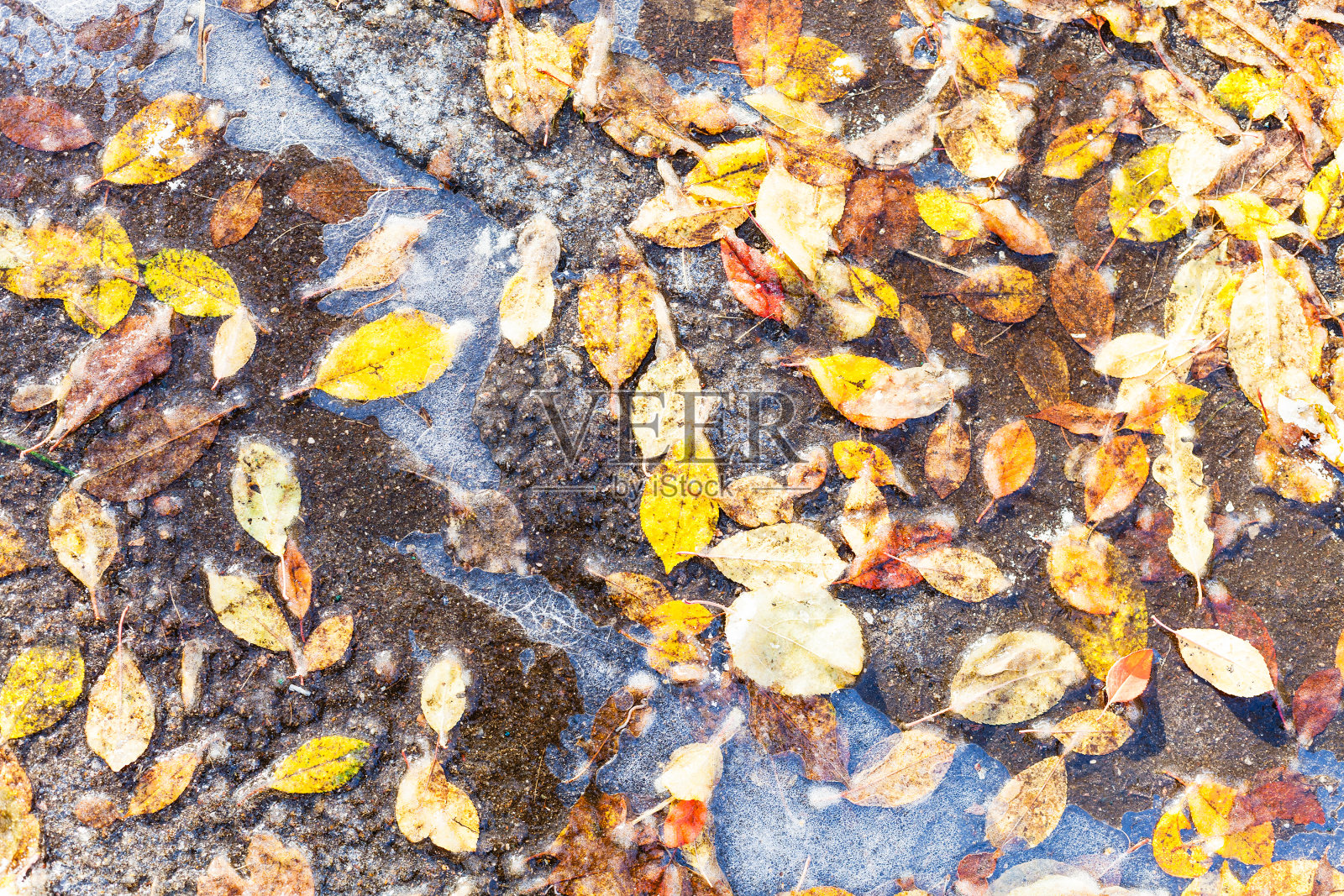 各种落叶冻在路上的水坑里照片摄影图片