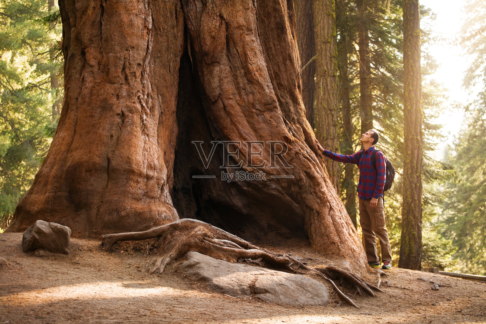 红杉国家公园的徒步旅行者。旅人男性看着巨大的红杉树，加利福尼亚，美国照片摄影图片