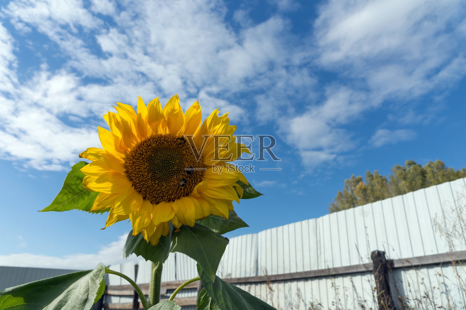 在阳光明媚的日子里，普通的向日葵在篱笆背后的菜园子里开花。照片摄影图片