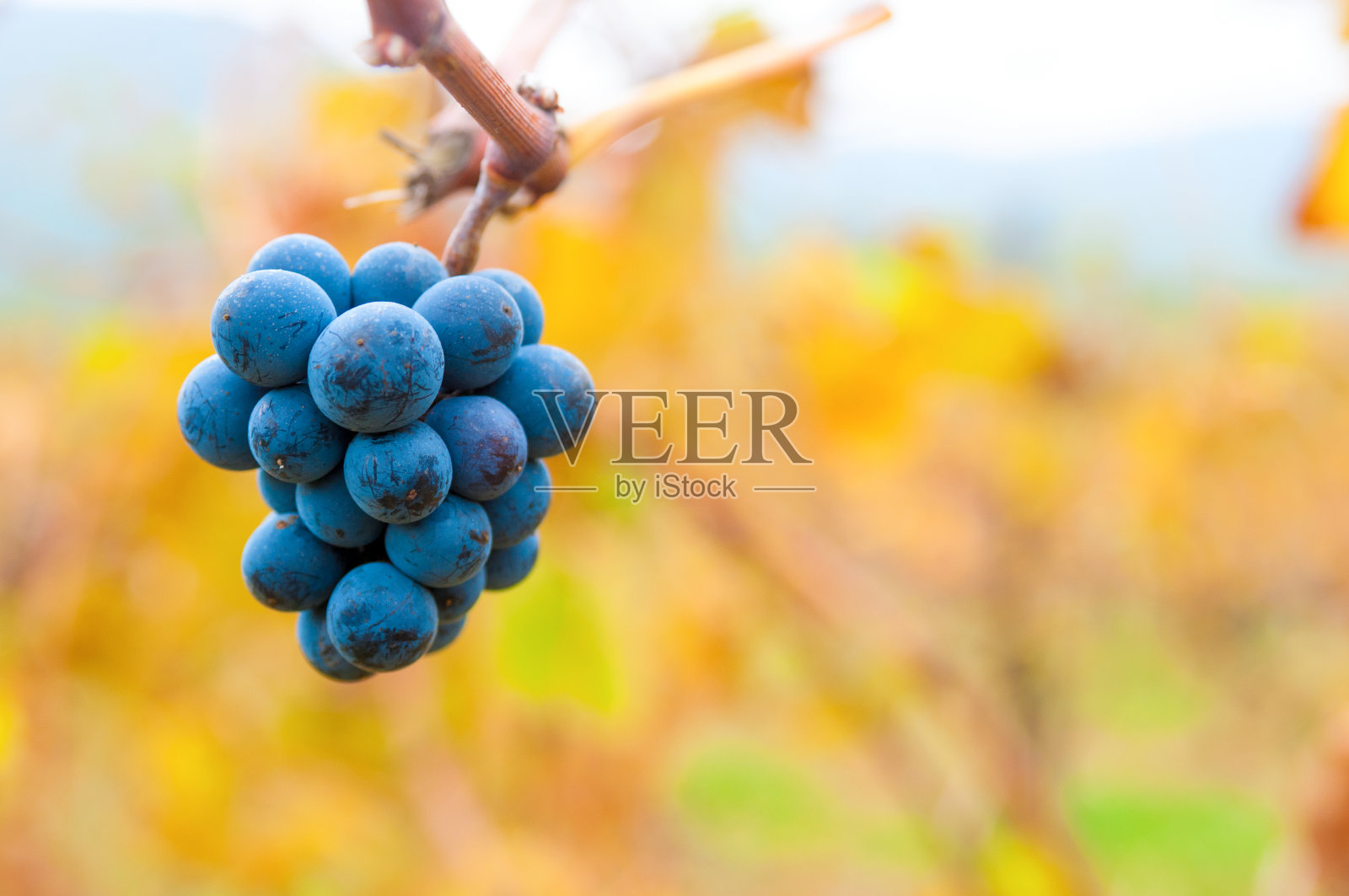 葡萄园里的一串成熟的葡萄照片摄影图片