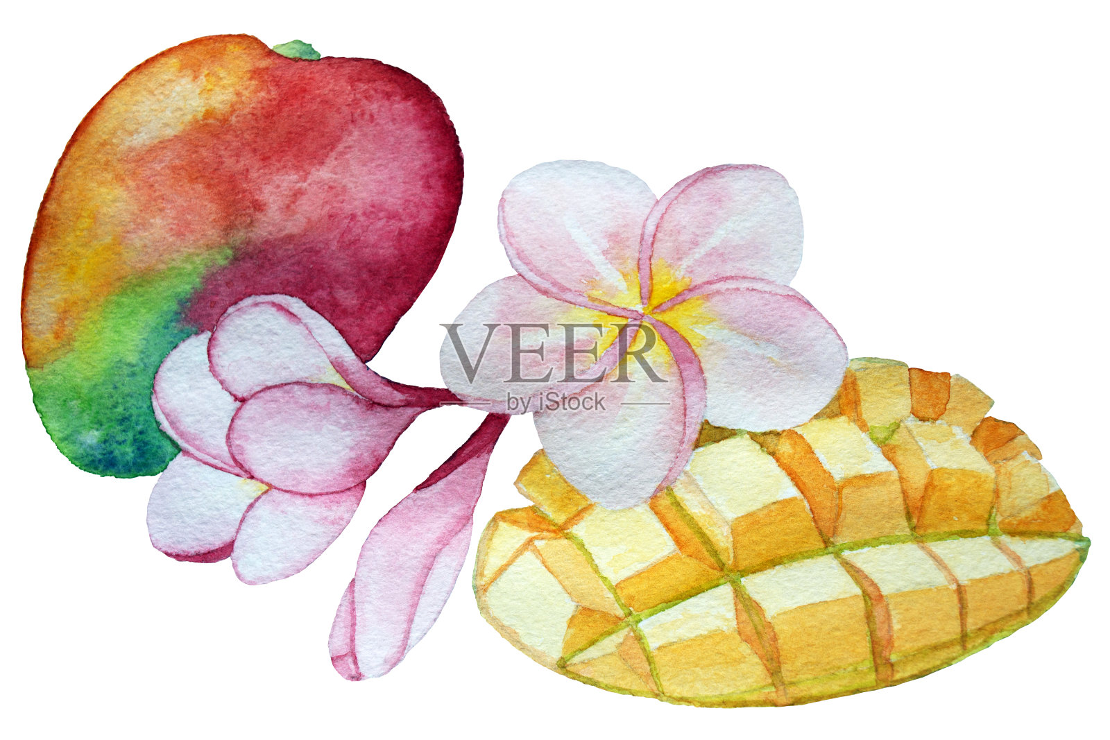 水彩热带成分。整片芒果和鸡蛋花。插画图片素材