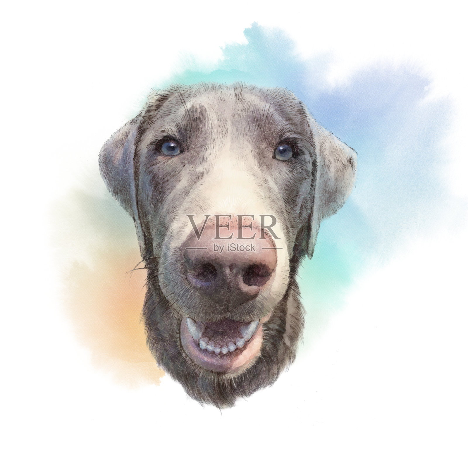 蓝眼睛的威斯拉狗。插画图片素材