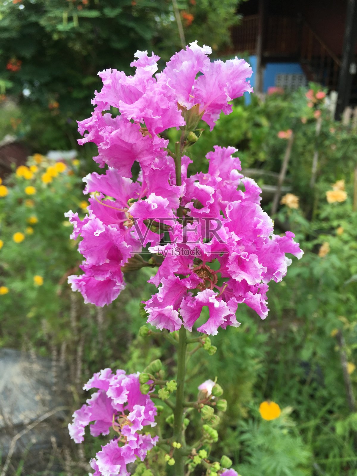自然花园中的紫薇花照片摄影图片