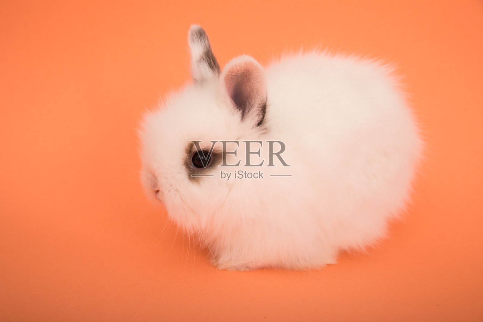 可爱的小兔子照片摄影图片