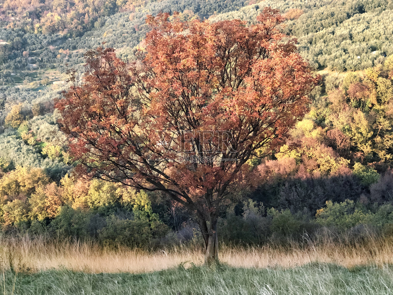 秋天的树照片摄影图片