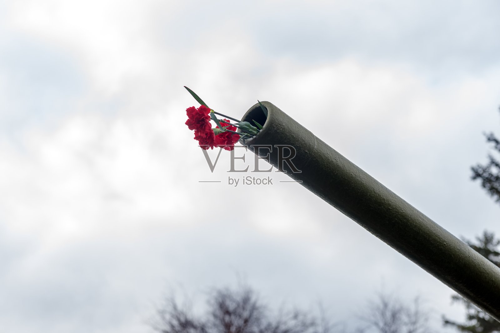康乃馨被插入炮筒作为和平的象征，在庆祝二战胜利纪念日。照片摄影图片