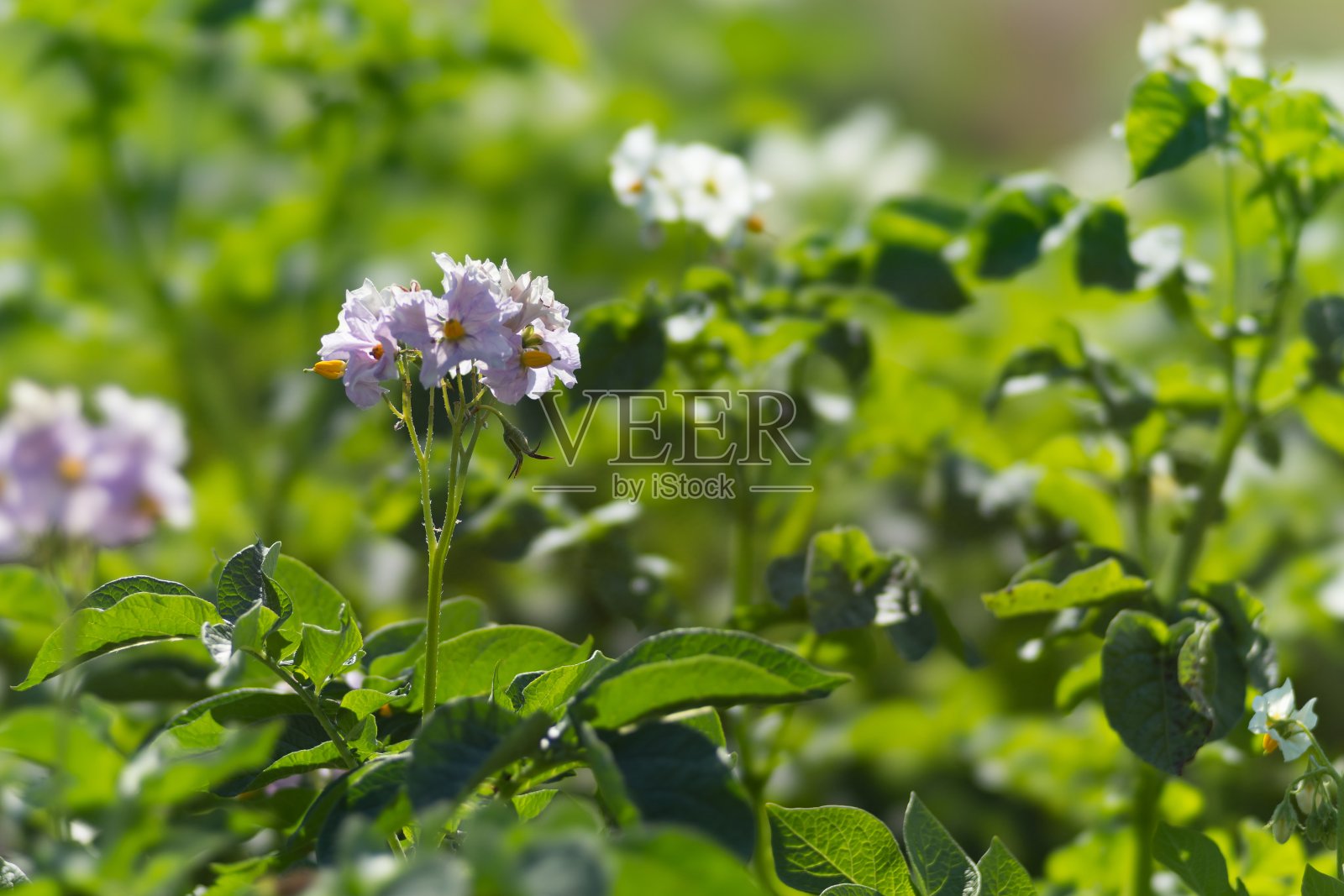 土豆地里的土豆在生长季节开出了紫色的花朵。照片摄影图片