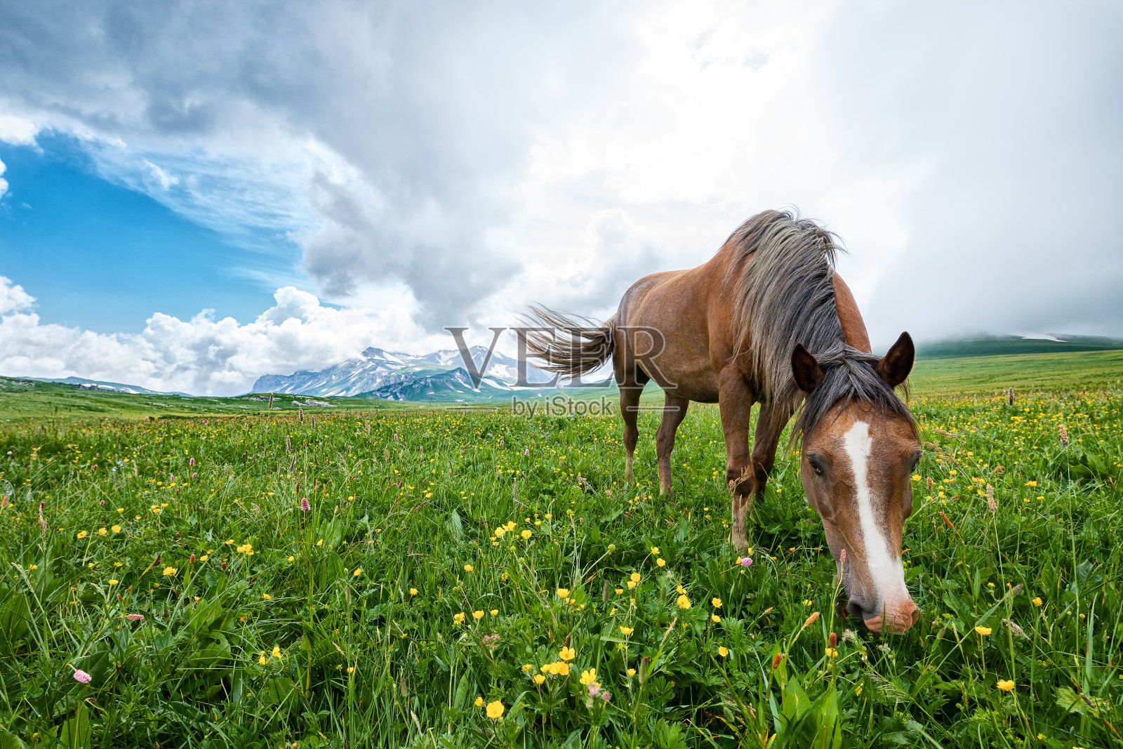 在山谷里吃草的马照片摄影图片