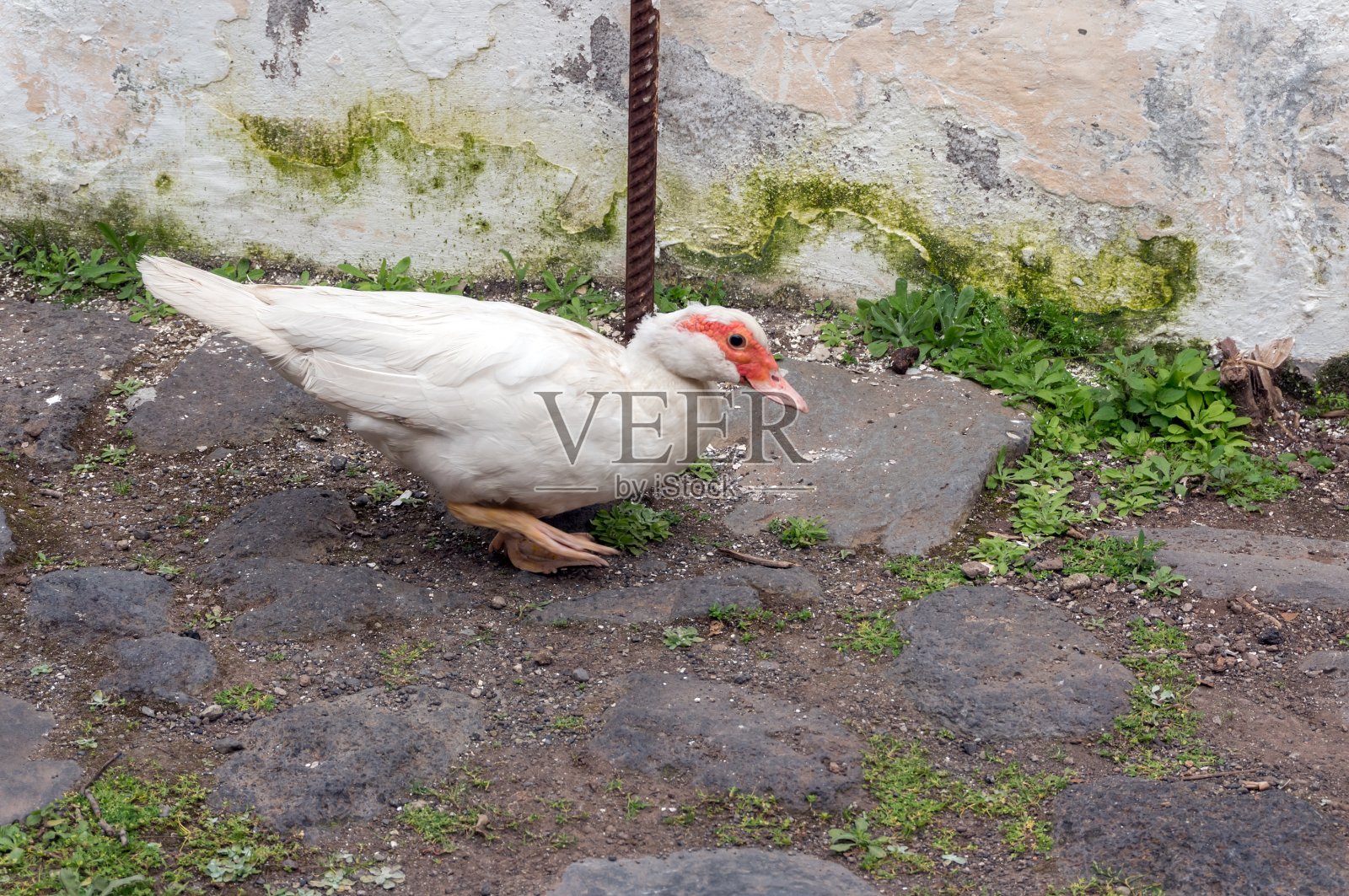 白色羽毛的家鸭走在白墙附近的街道上。照片摄影图片