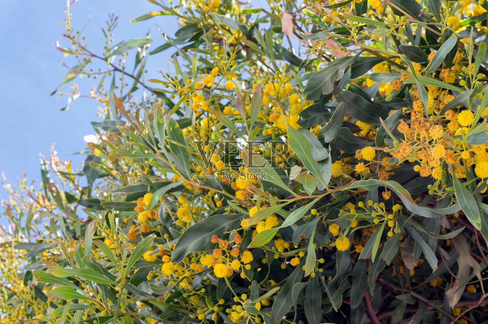 含羞草属的金合欢(Acacia Cyanopylla，豆科)在春天开黄色的花。特内里费,加那利群岛。照片摄影图片