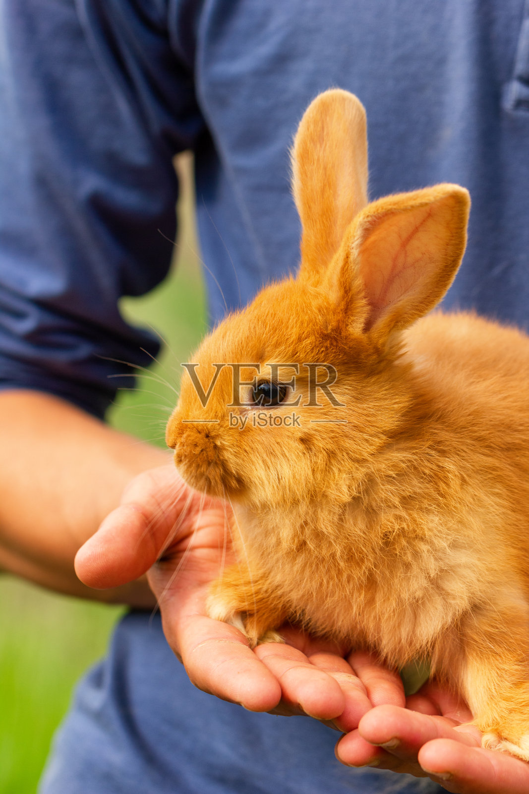 可爱的红兔子坐在他的手上。照片摄影图片