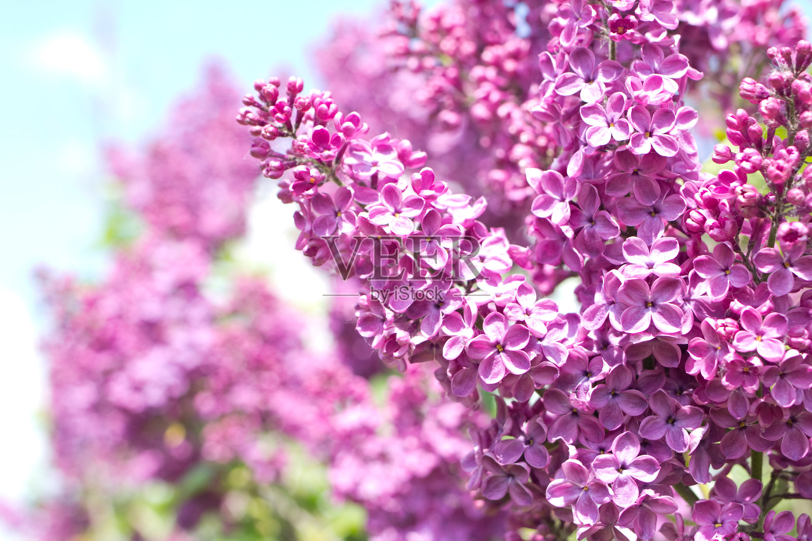 春天盛开的紫丁香枝照片摄影图片