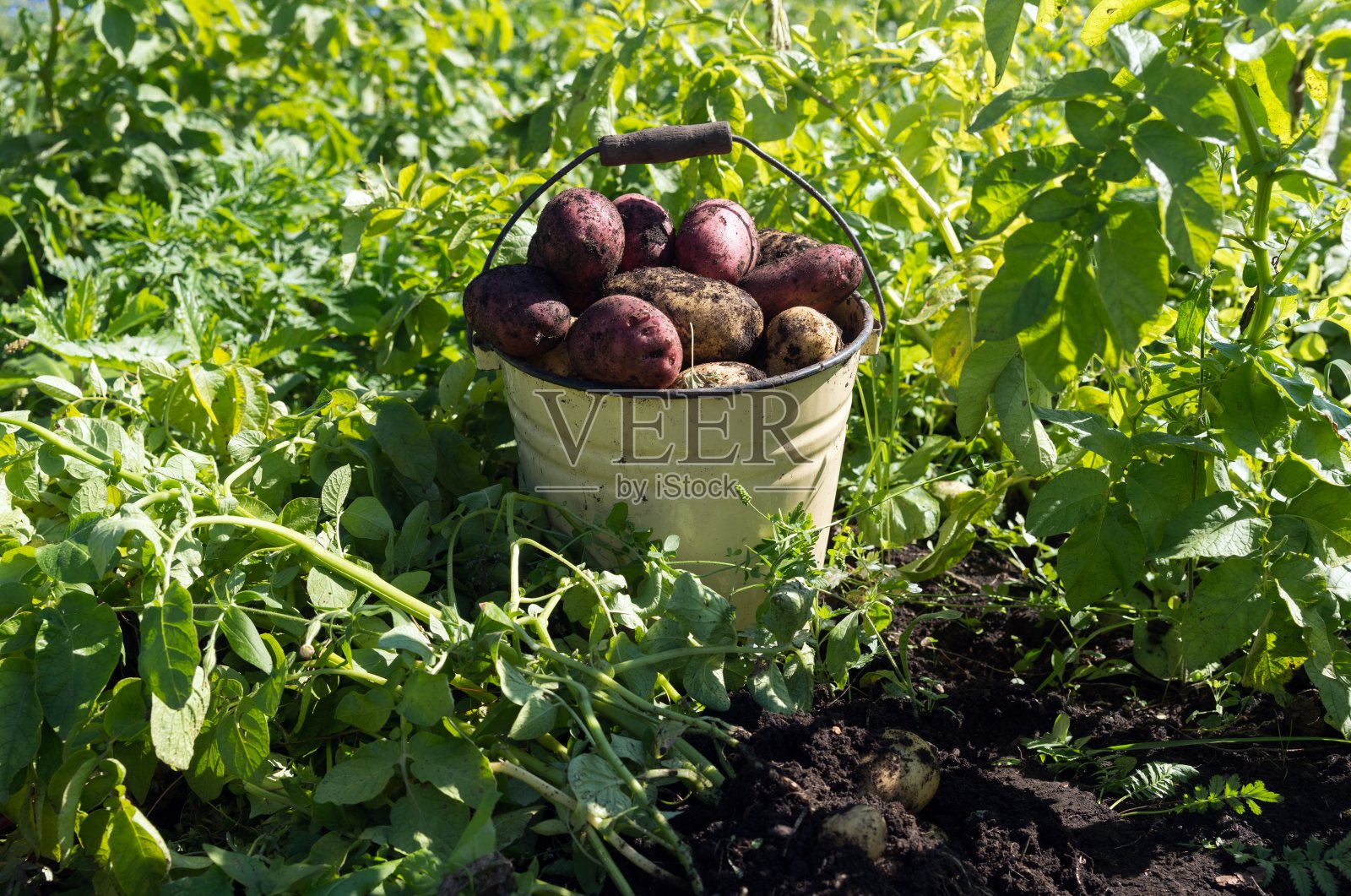 在收获季节，土豆地里，白色和红色的土豆躺在一个搪瓷的桶里，在绿色的顶部之间。照片摄影图片