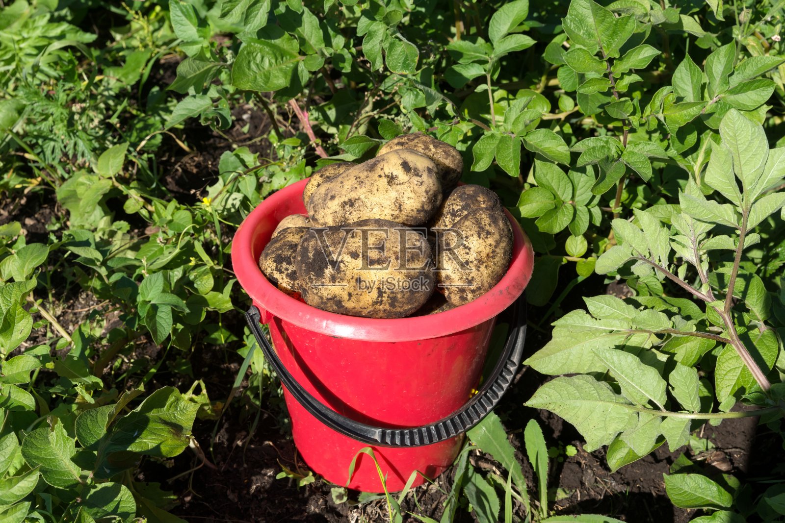 收获期间，土豆地里的红色塑料桶里装着白色的土豆。照片摄影图片