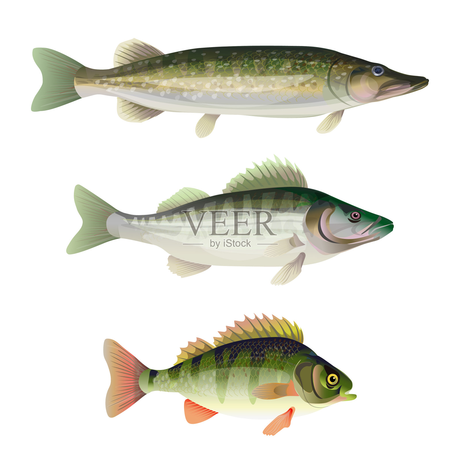 淡水食肉鱼类设计元素图片