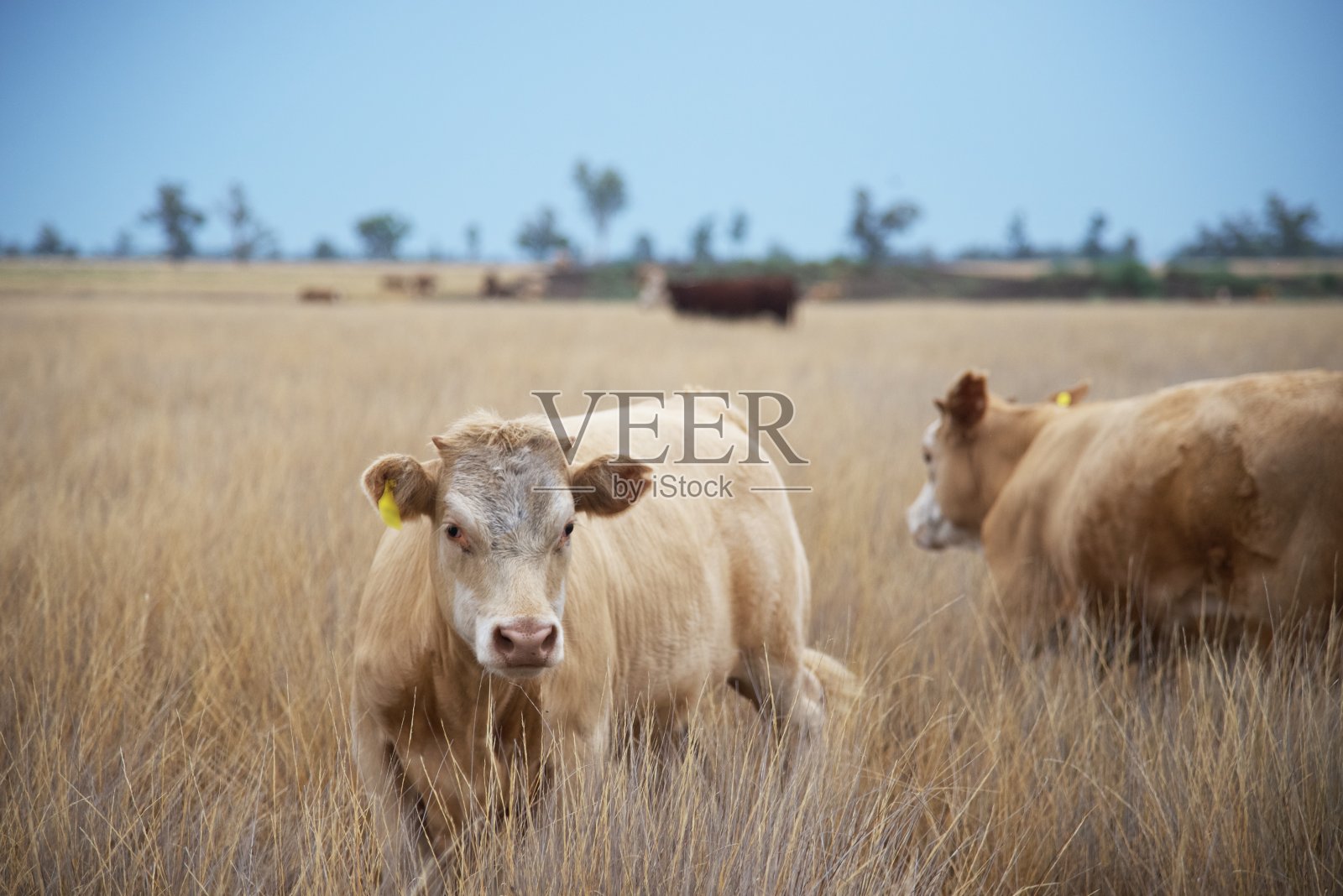 干草中的肉牛照片摄影图片