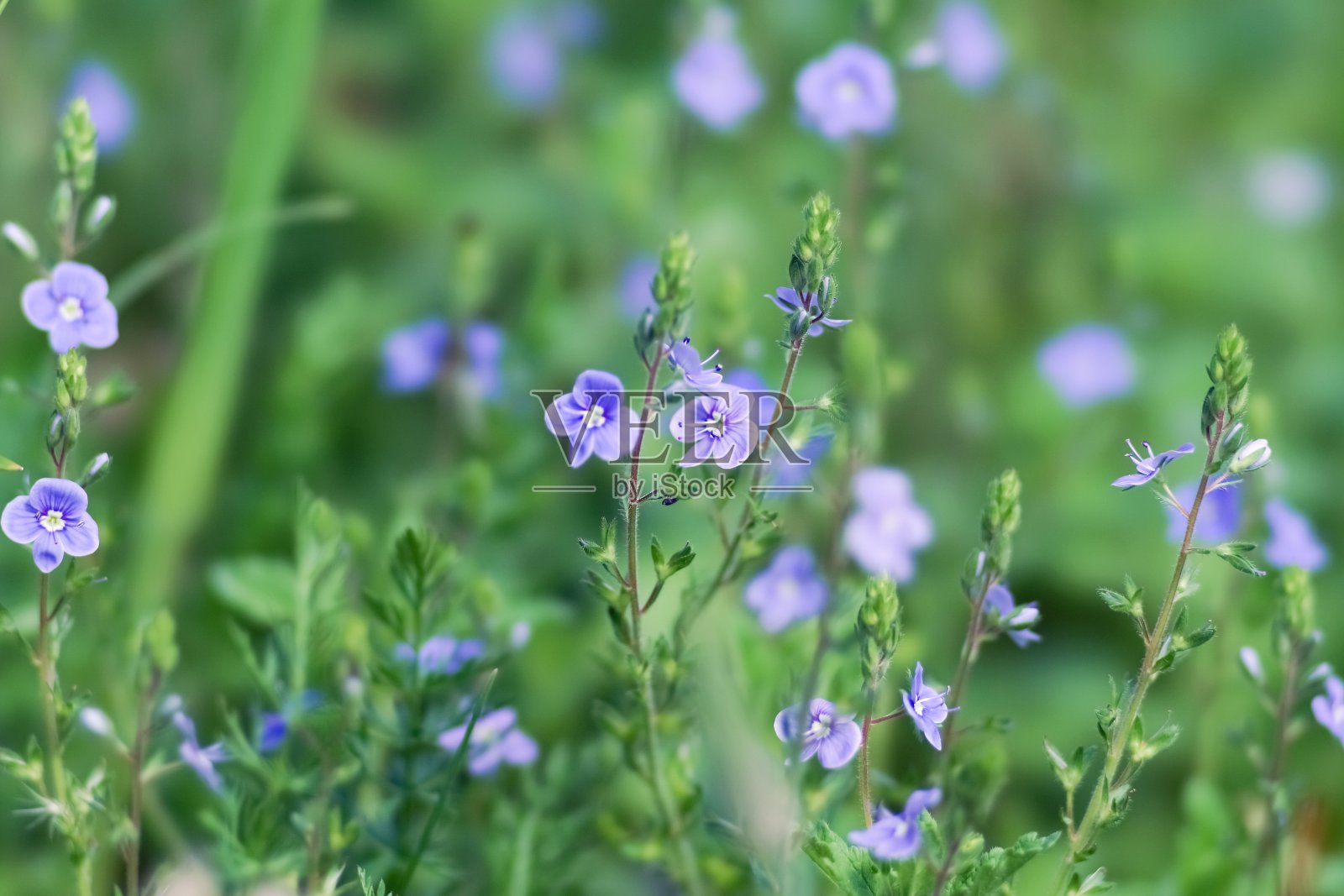 背景蓝色草甸花的speedwell(维罗妮卡)在一个自然的环境。照片摄影图片