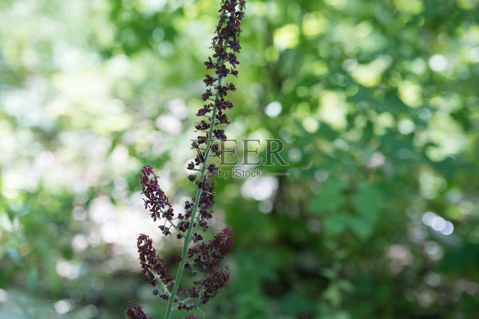 在森林里的绿色背景上的黑色假嚏根草的花序。照片摄影图片