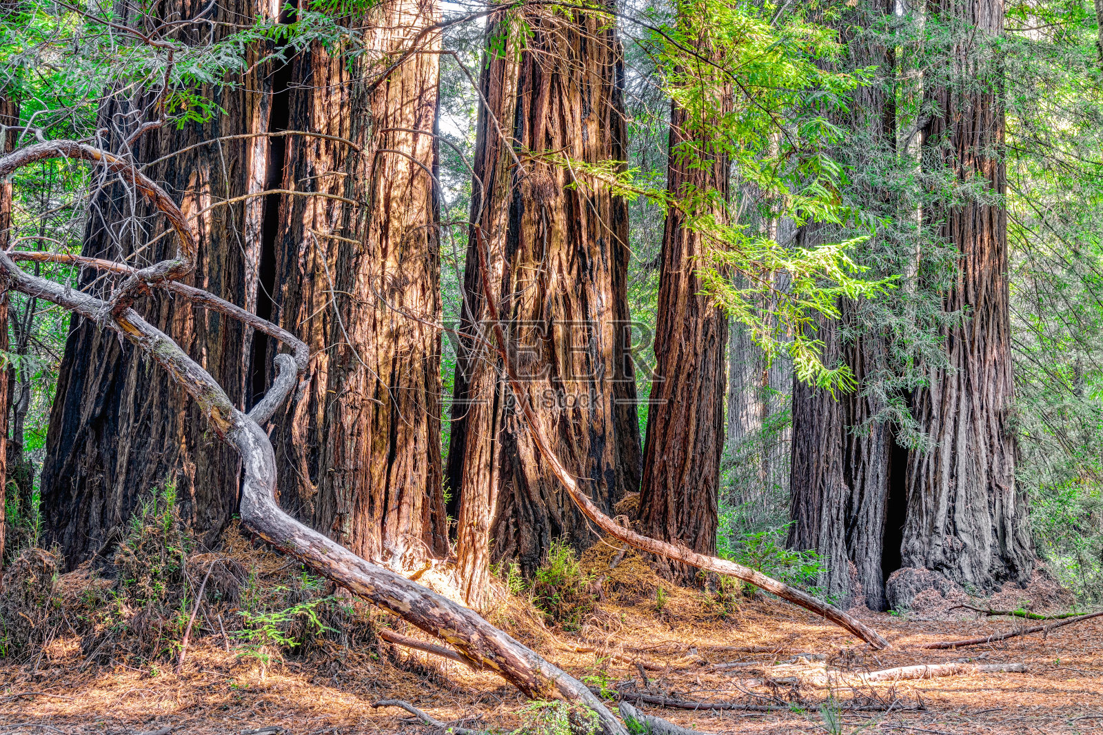 大盆地州立公园的巨型红杉林照片摄影图片