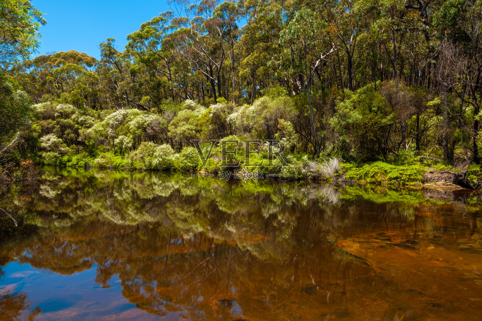 袋鼠河平静的水面上反射着澳大利亚本土的植被。照片摄影图片