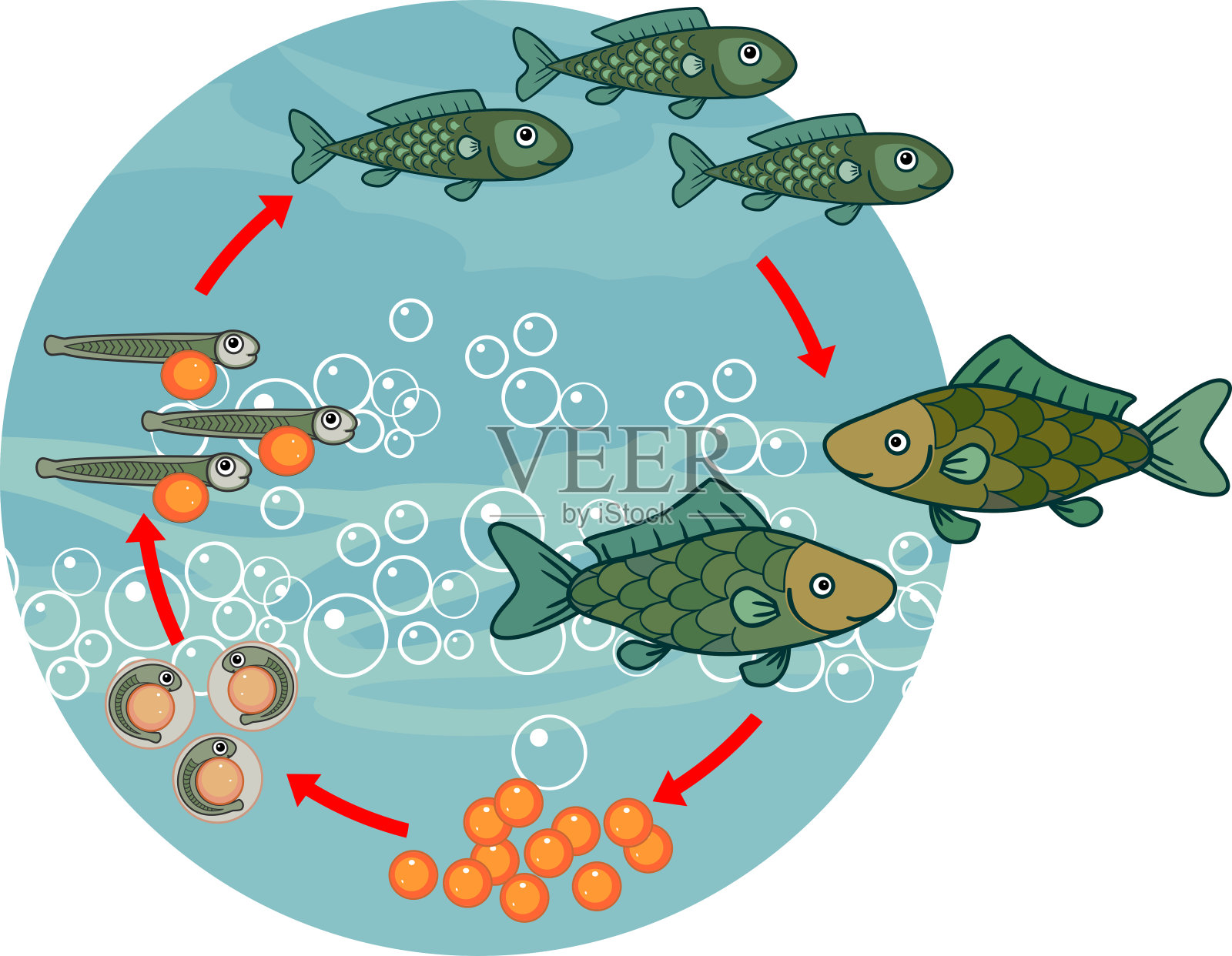 鱼的生命周期。鱼从卵(卵)到成年动物的发育阶段顺序插画图片素材_ID:330431162-Veer图库