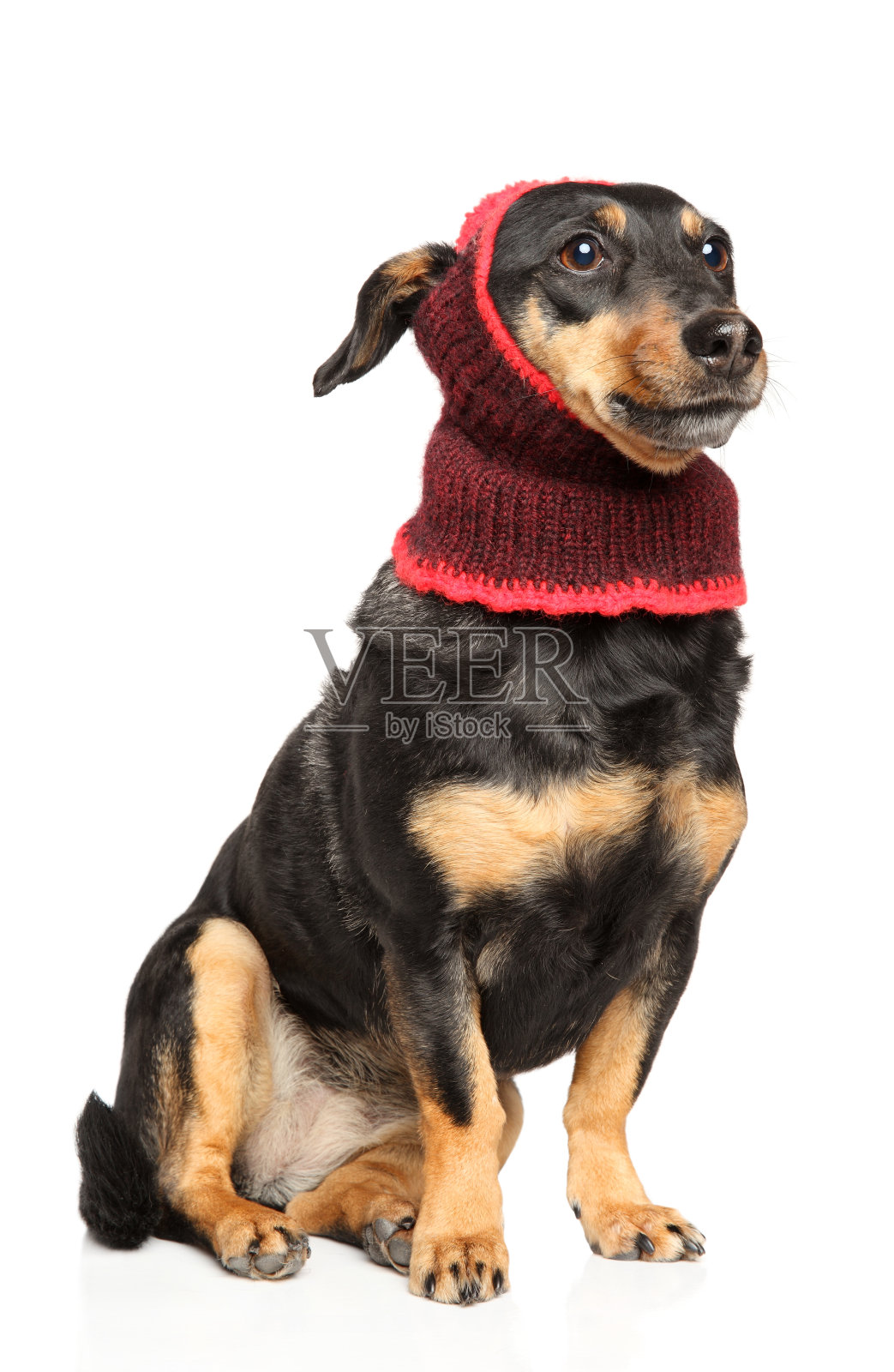 拉脱维亚猎犬饲养的狗在冬天的衣服照片摄影图片