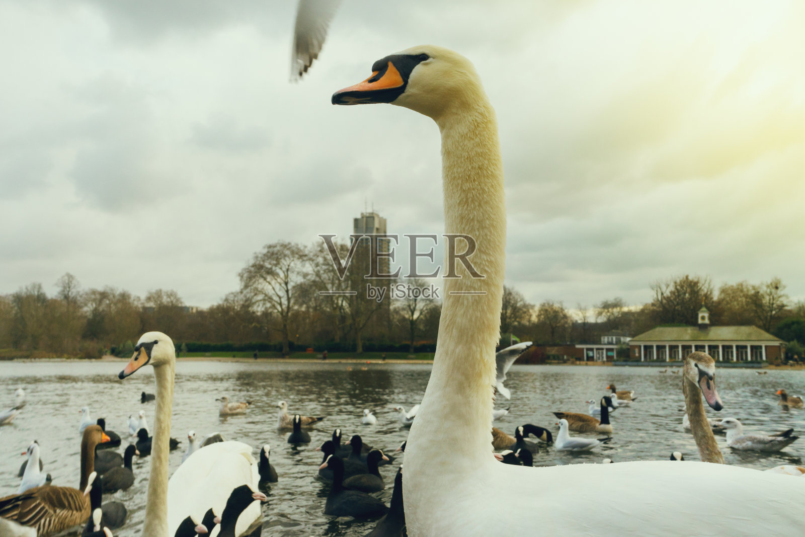 英国伦敦海德公园的天鹅和其他鸟类。照片摄影图片