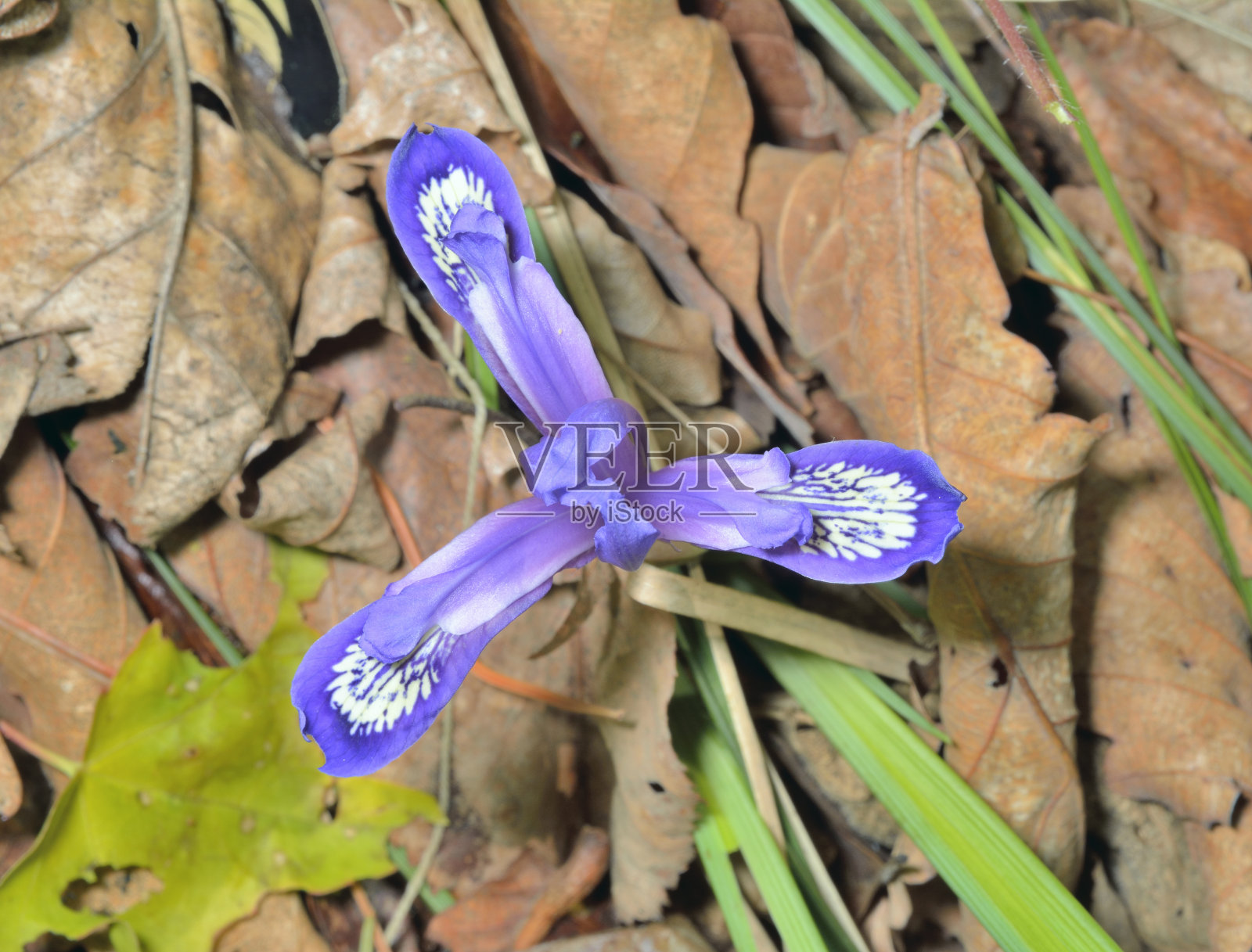 鸢尾花(iris uniflora照片摄影图片