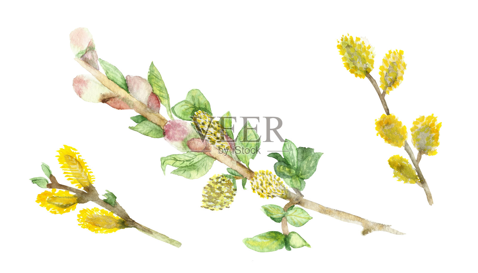 水彩柳枝上白色的背景为美丽的设计，柳树为复活节插画图片素材