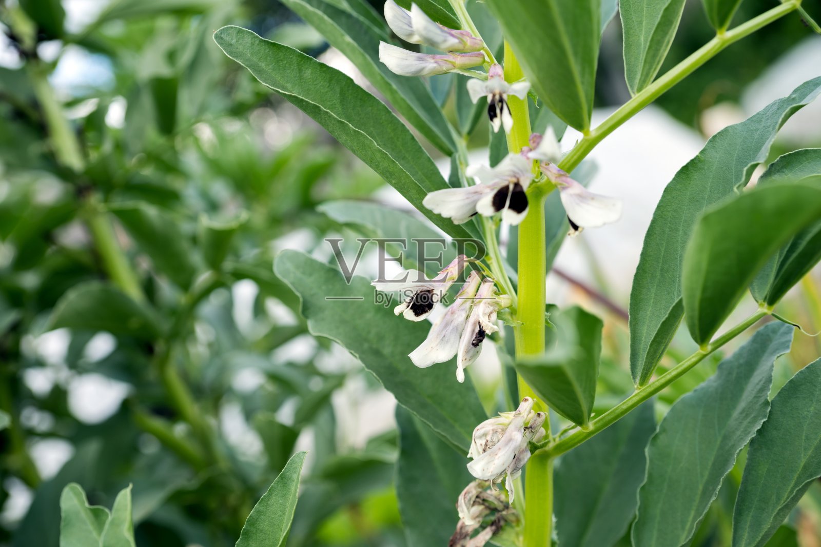 夏天在花园里种植开花蔬菜俄罗斯黑豆。照片摄影图片