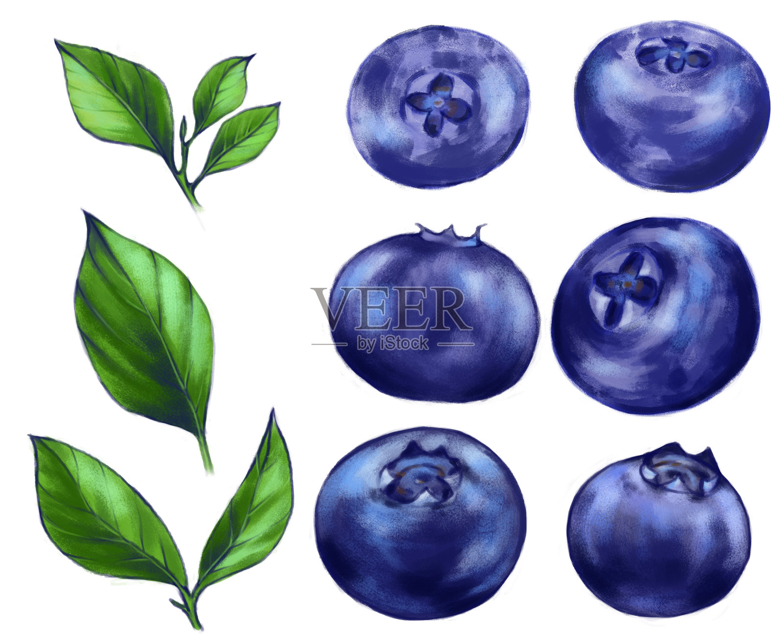 手绘水彩插图的食物:成熟美味的蓝莓插画图片素材