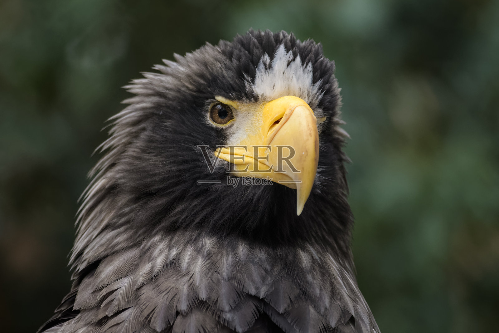 海斯特勒的鹰照片摄影图片