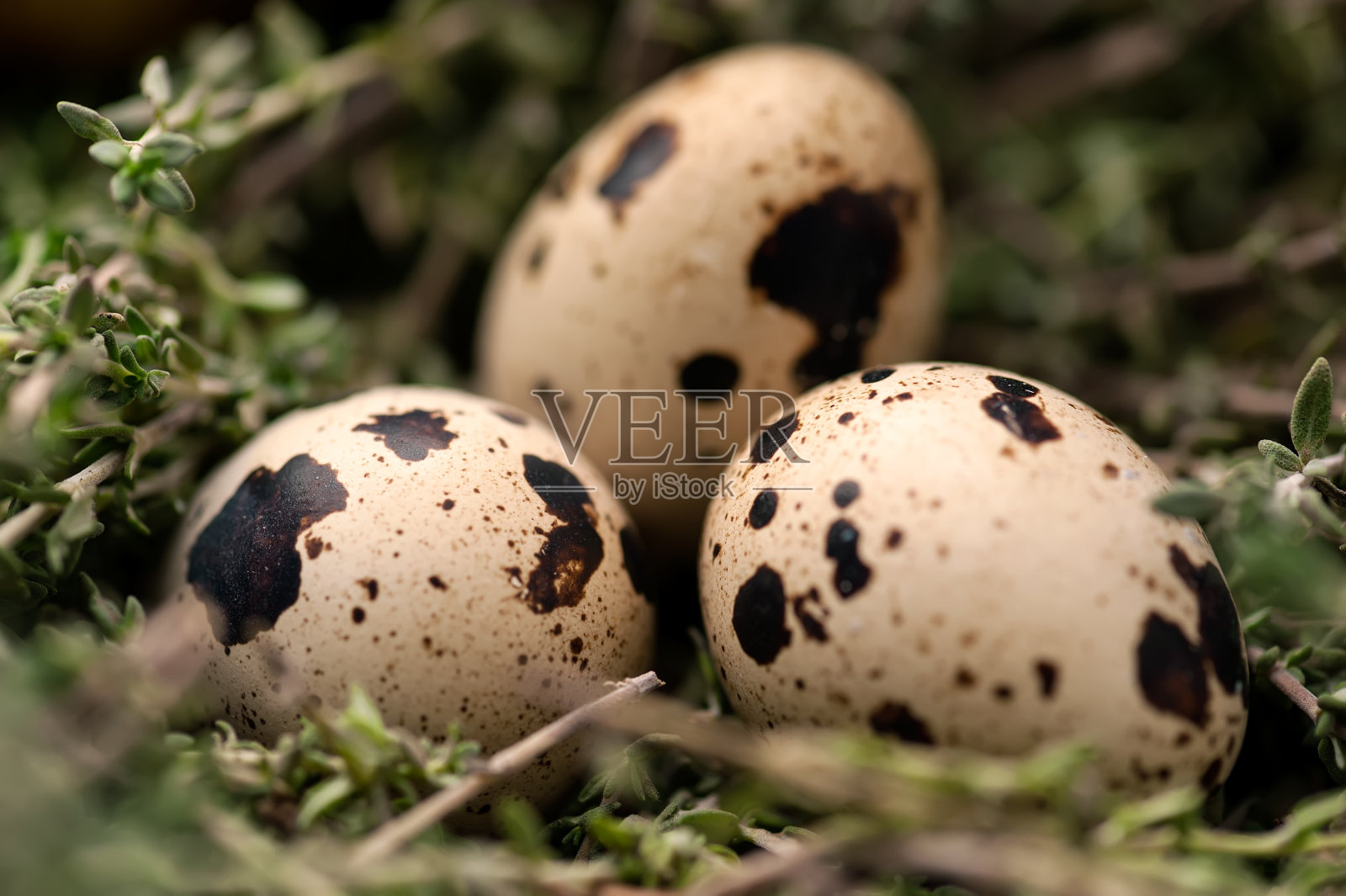 鹌鹑蛋的背景照片摄影图片