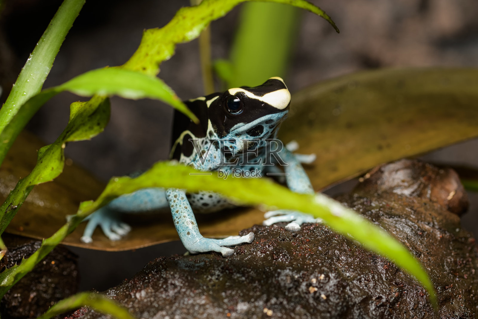 染毒箭蛙“灰腿”照片摄影图片