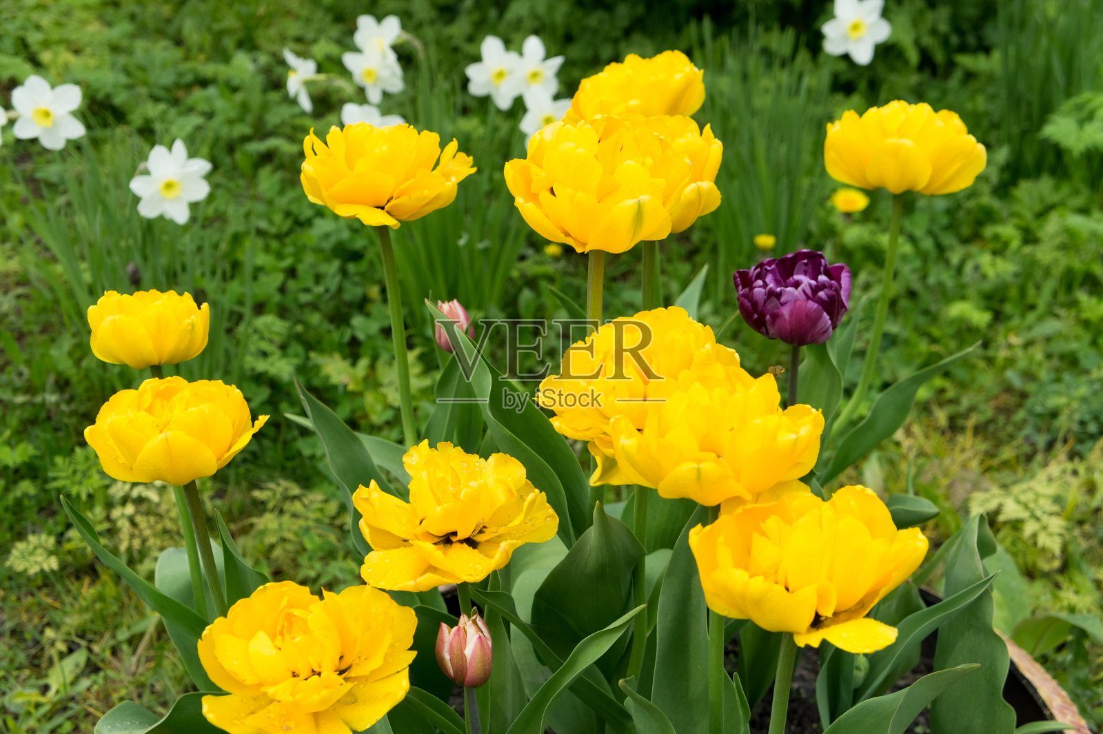 一群黄色的郁金香在春天的花园里盛开，背景是白色的水仙花。照片摄影图片