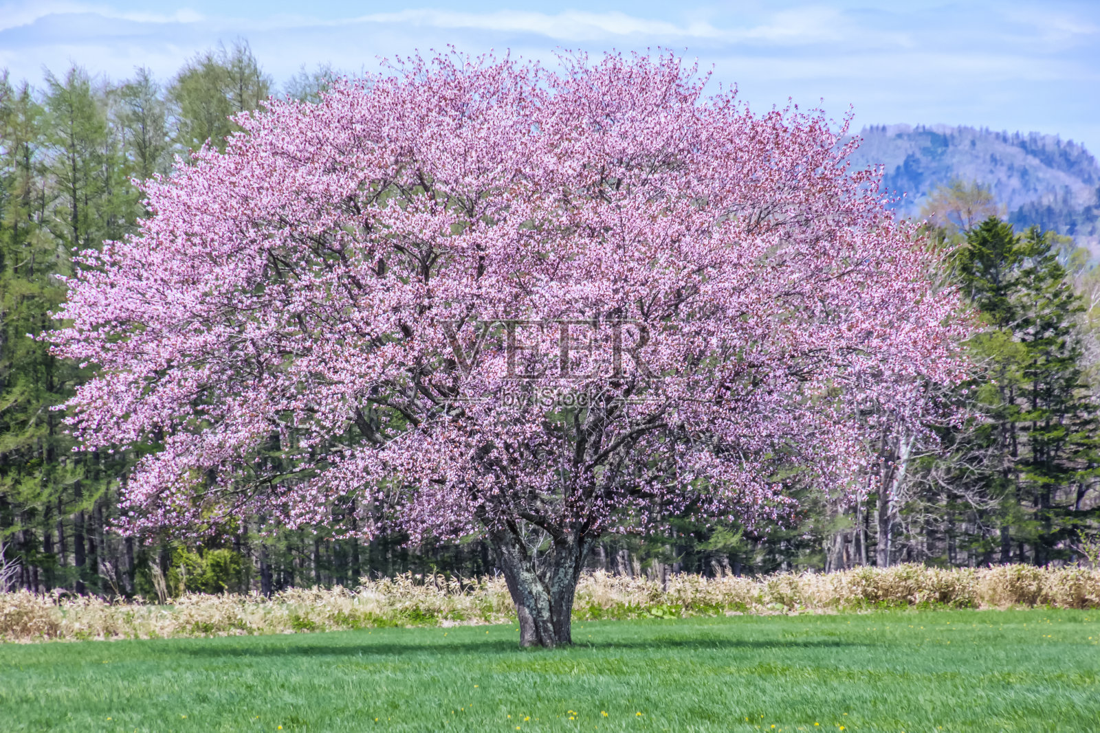 樱花盛开在北海道的草地上照片摄影图片