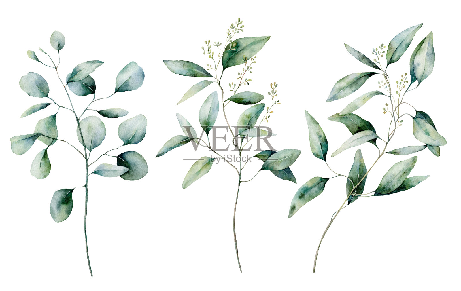 水彩银元和桉树种子集。手绘桉树树枝和树叶孤立在白色的背景。花卉插图设计，印刷，织物或背景。插画图片素材