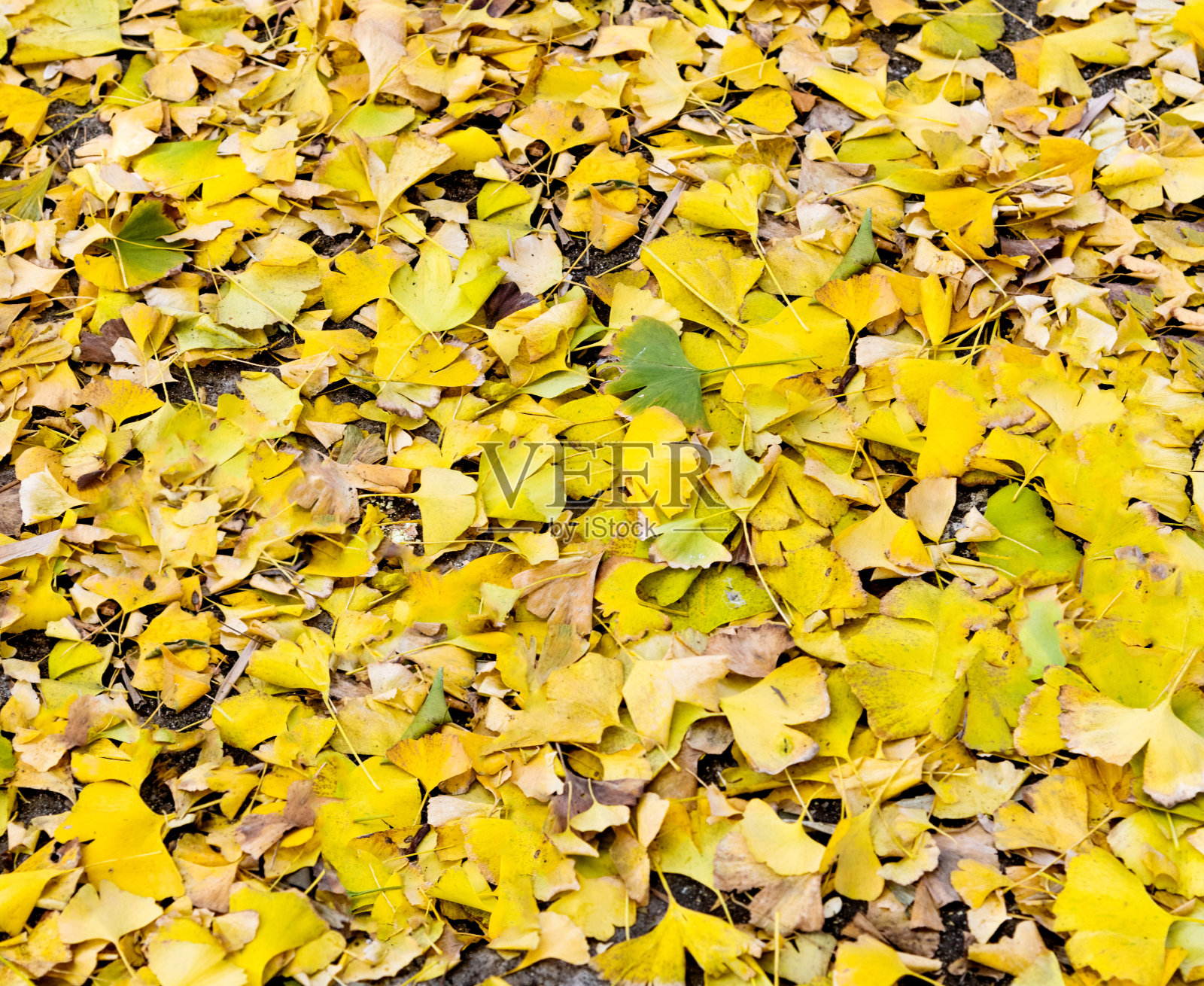 银杏树的叶子覆盖了地面照片摄影图片