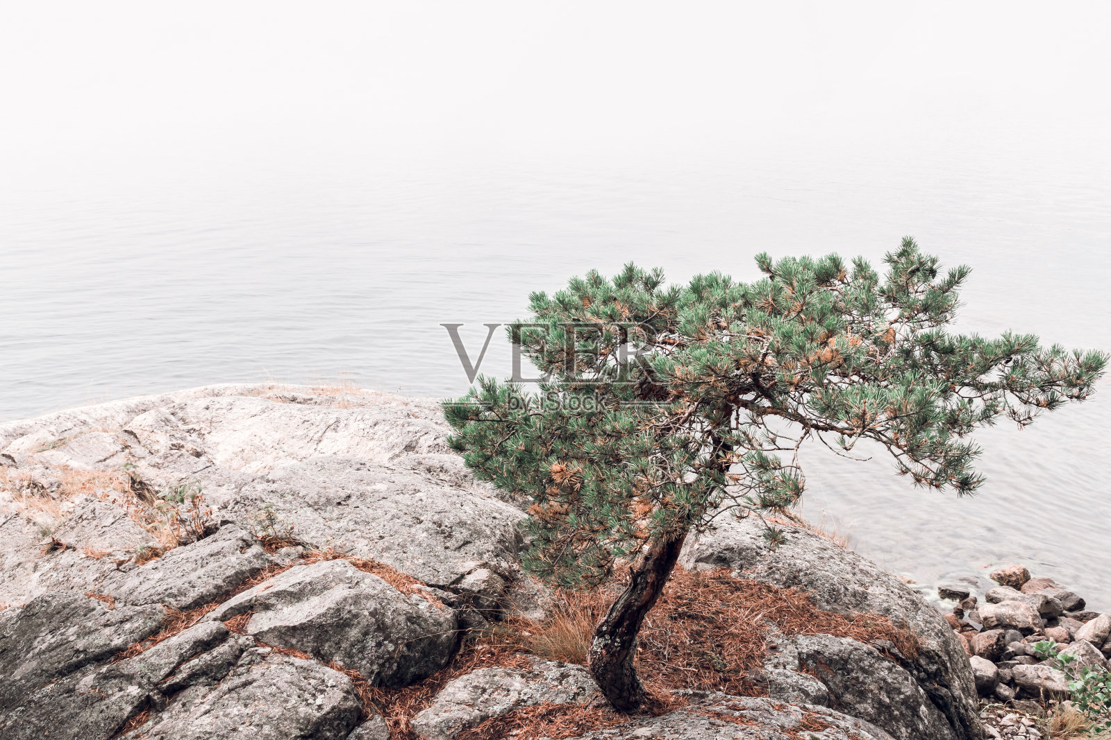 岩石湖岸上的一棵松树照片摄影图片