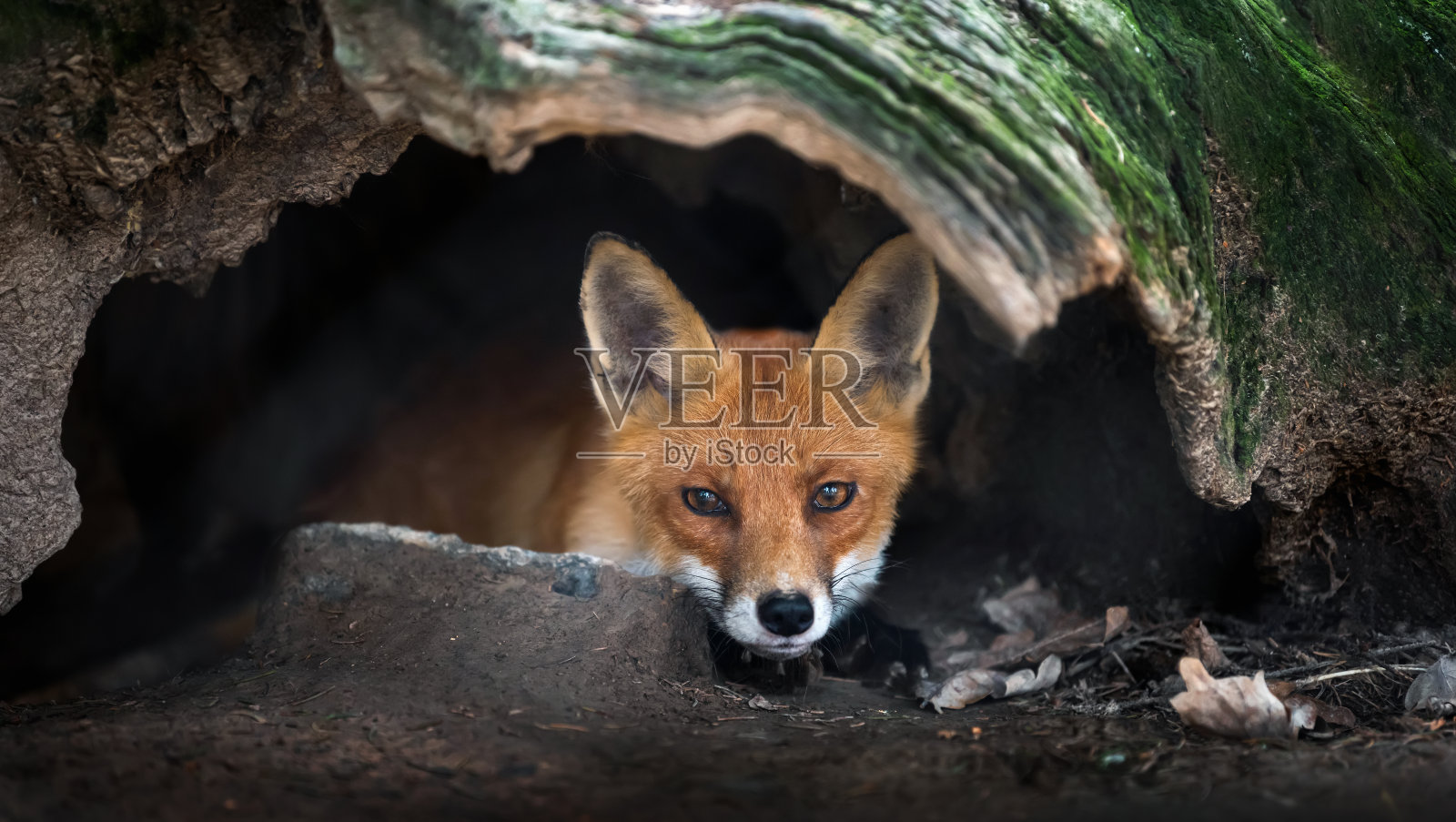 在森林里觅食的野生小红狐照片摄影图片