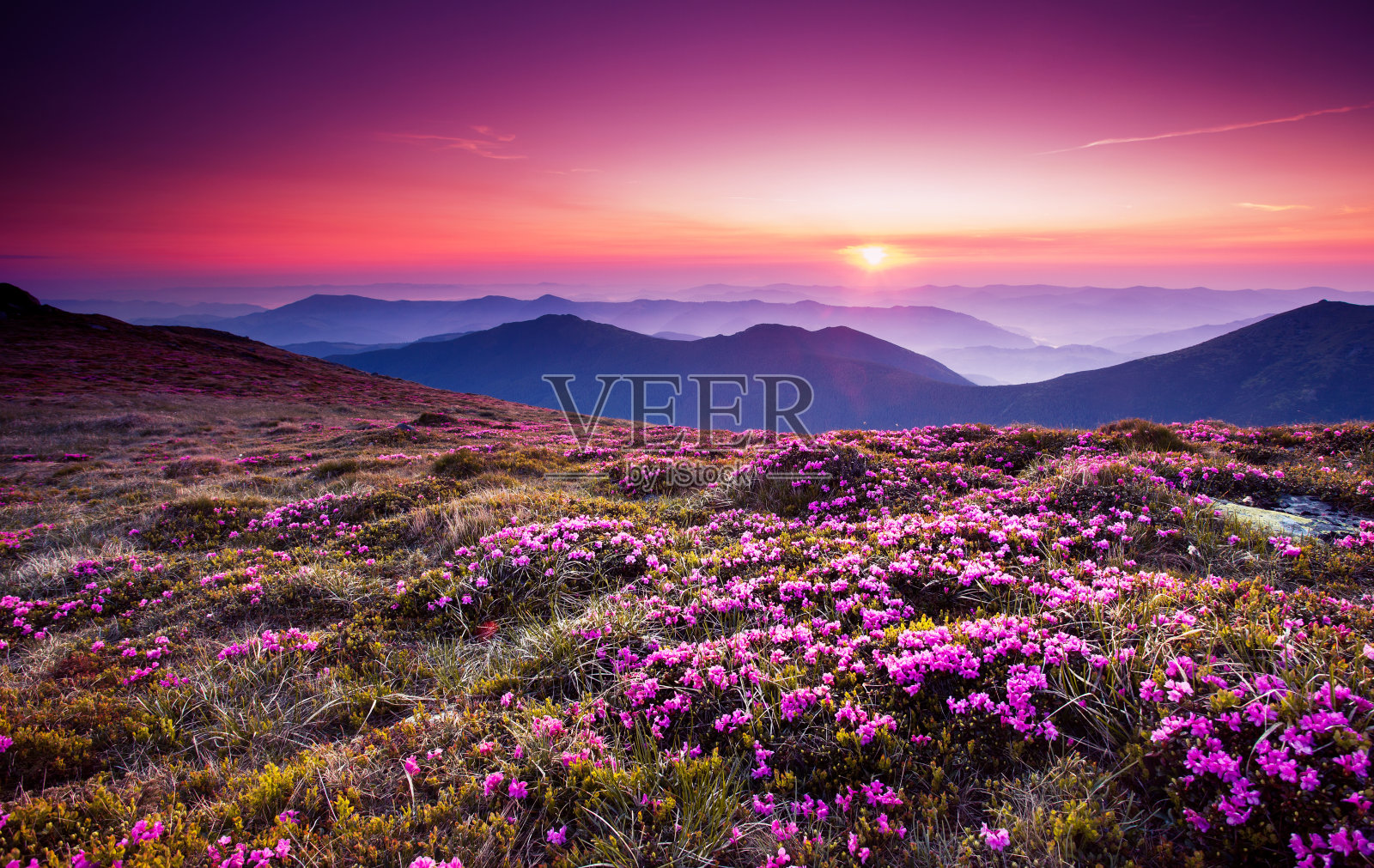 夏日山上神奇的粉红色杜鹃花。喀尔巴阡、乌克兰、欧洲。照片摄影图片