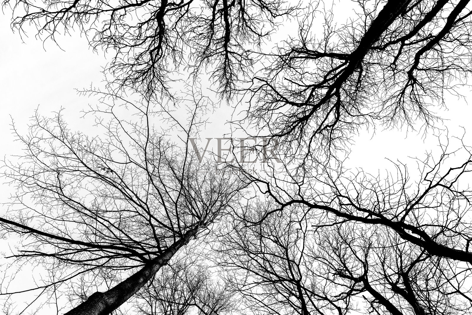 黑暗的树枝照片摄影图片