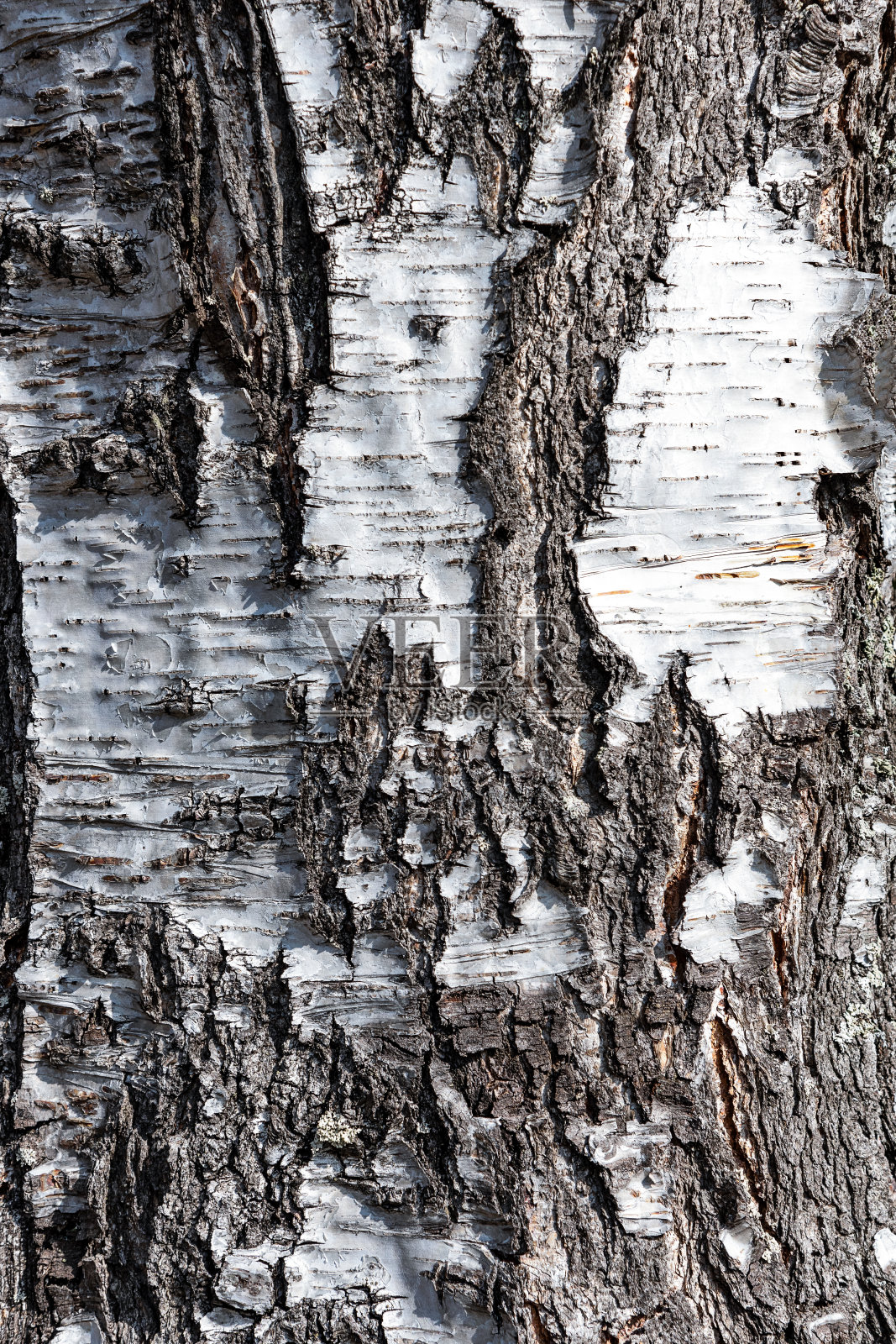 白桦树皮背景照片摄影图片