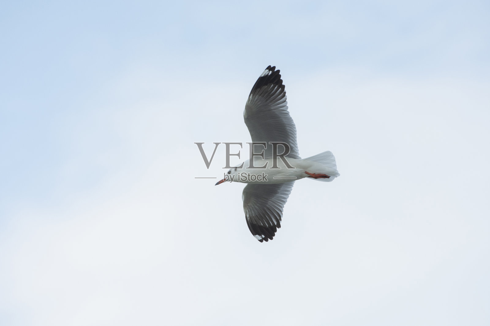 一只海鸥在晴朗的蓝天上飞翔照片摄影图片