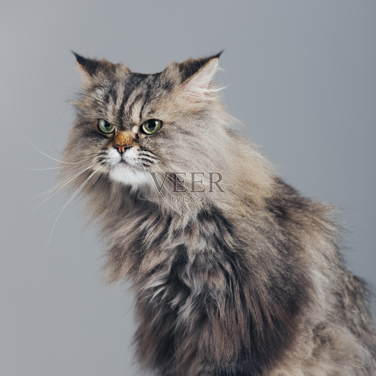 纯种波斯猫的工作室肖像看着远离的态度照片摄影图片